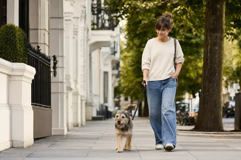Ein Poltalloch Terrier läuft an der Leine mit seinem Besitzer durch eine moderne Stadtstraße.