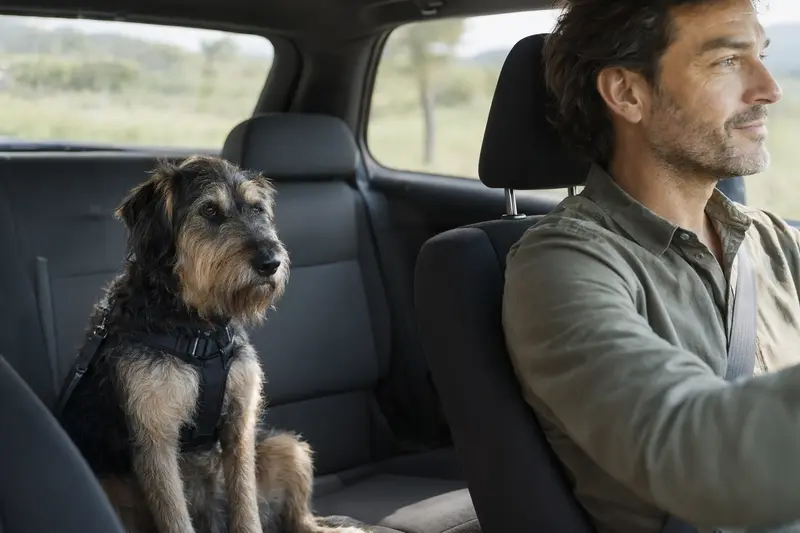 Ein sicher angeschnallter Poltalloch Terrier sitzt auf der Rückbank eines Autos und wird bei der Fahrt von seinem Besitzer verantwortungsvoll begleitet.