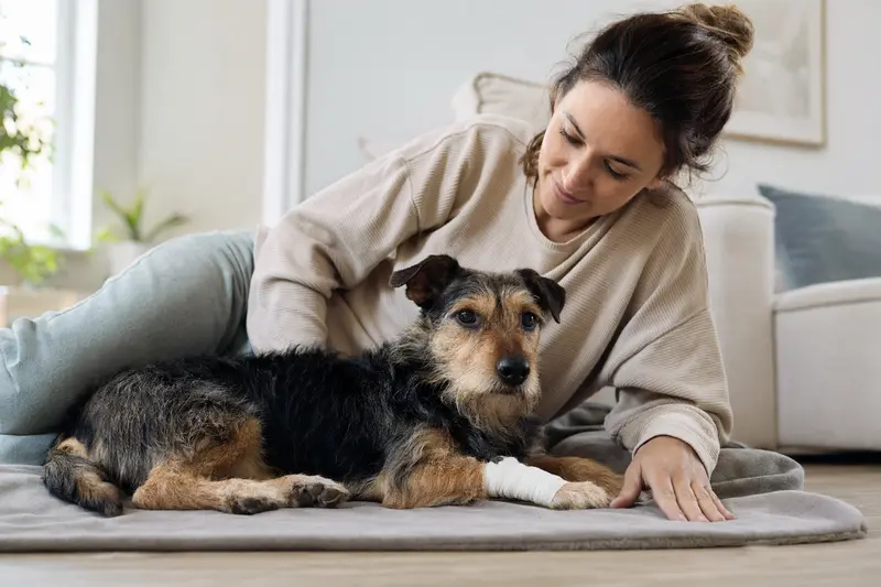 Ein Poltalloch Terrier mit leicht verbundenem Pfotenverband liegt ruhig auf einer Decke, während sein Besitzer neben ihm erleichtert sitzt.
