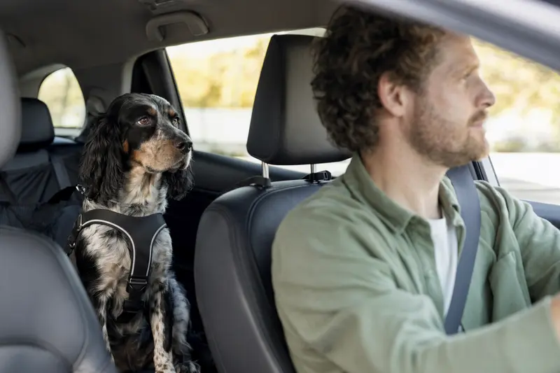 Ein Pont-Audemer-Spaniel sitzt sicher angeschnallt auf der Rückbank eines Autos, während sein Besitzer fährt.