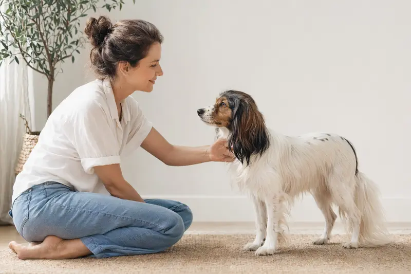 Porcelaine Hund in natürlicher Haltung vor hellem Hintergrund als hochwertiges Hundeporträt.