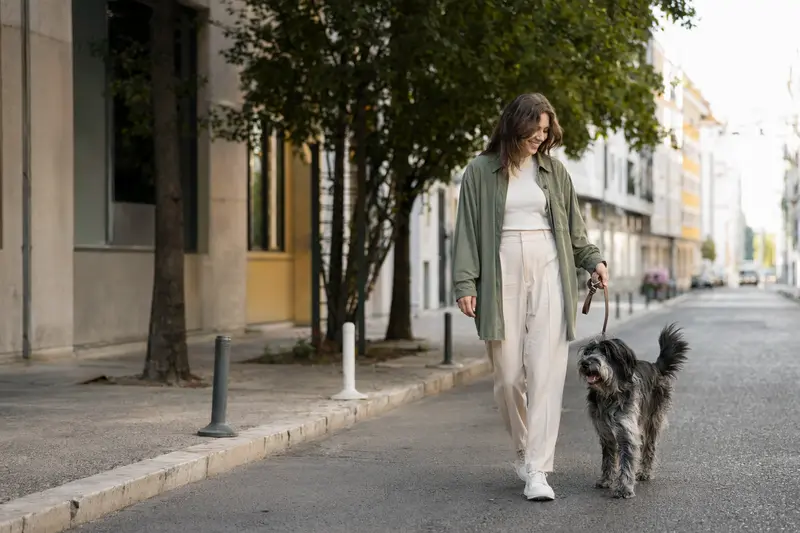 Ein Portugiesischer Hirtenhund läuft an der Leine mit seinem Besitzer entspannt durch eine saubere moderne Stadtstraße.