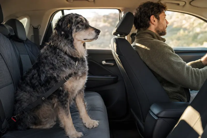 Ein Portugiesischer Hirtenhund sitzt sicher angeschnallt auf der Rückbank eines Autos, während der Besitzer ruhig fährt.