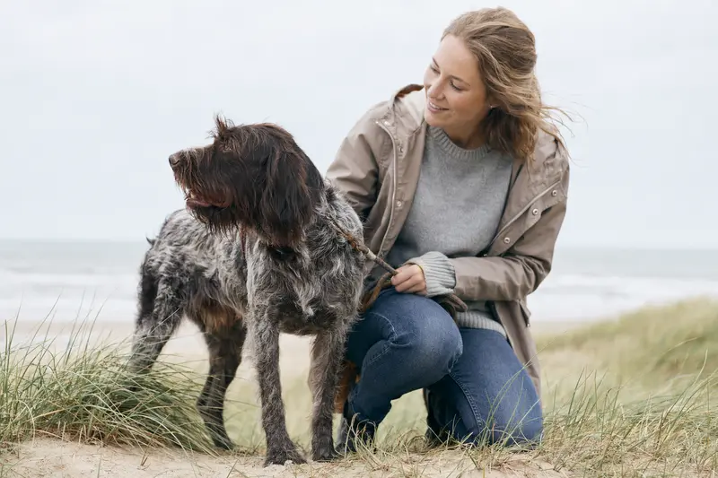 Ein Portugiesischer Hühnerhund steht aufmerksam vor hellem Hintergrund in natürlicher Pose.