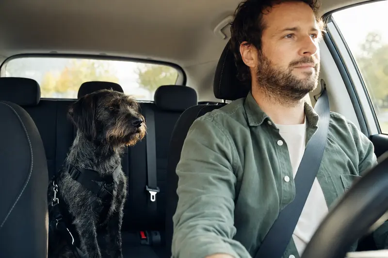 Ein Portugiesischer Hühnerhund sitzt sicher angeschnallt auf der Rückbank eines Autos, während sein Besitzer ruhig fährt.