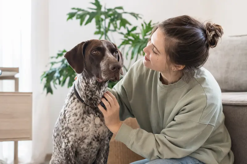 Portugiesischer Pointer Hund steht aufmerksam in natürlicher Haltung vor hellem neutralem Hintergrund.