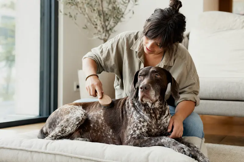 Ein Portugiesischer Pointer wird in einer hellen Wohnung sanft vom Besitzer gebürstet, während die Fellpflege ruhig und fürsorglich erfolgt.