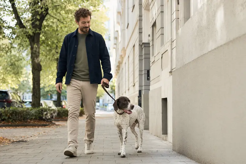 Ein Portugiesischer Pointer läuft an der Leine mit seinem Besitzer durch eine moderne Stadtstraße.