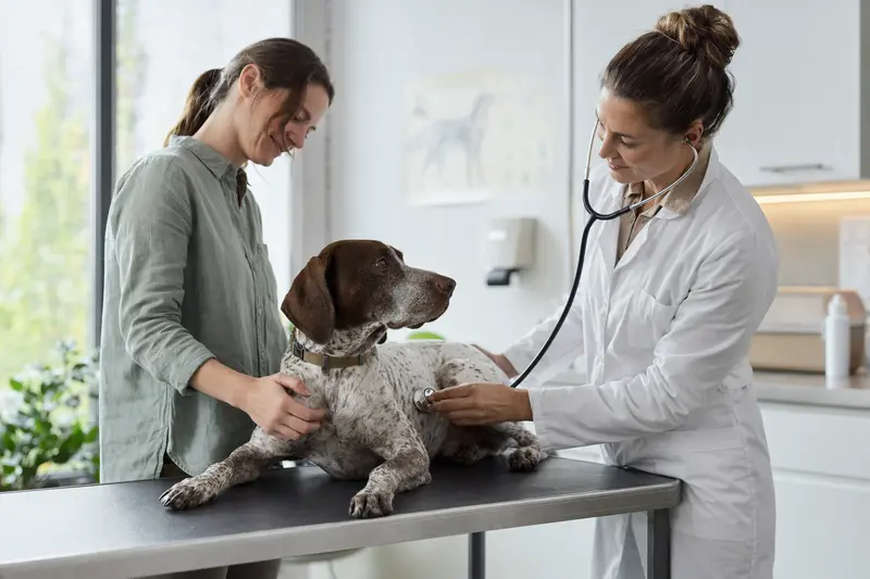 Ein ruhiger Portugiesischer Pointer wird von einer freundlichen Tierärztin in einer modernen Tierarztpraxis mit einem Stethoskop untersucht.