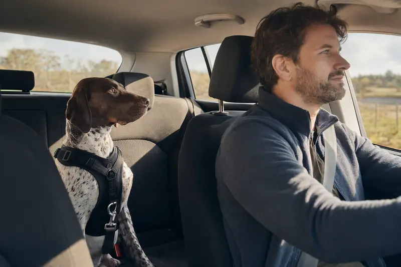 Ein Portugiesischer Pointer sitzt sicher angeschnallt auf der Rückbank eines Autos, während der Fahrer ruhig unterwegs ist.
