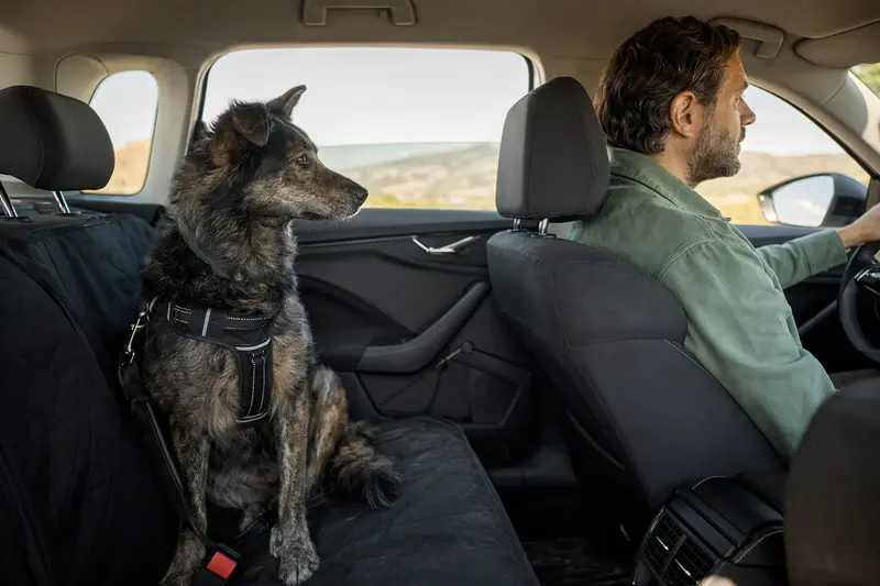 Ein Portugiesischer Schäferhund sitzt sicher angeschnallt auf der Rückbank eines Autos, während sein Besitzer ruhig fährt.