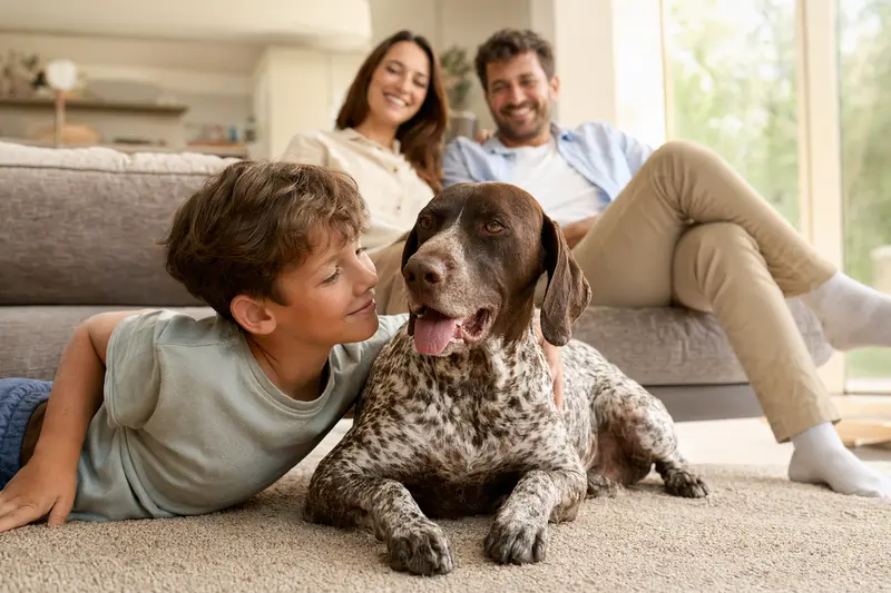 Ein Portugiesischer Vorstehhund liegt entspannt neben einem Kind im hellen Wohnzimmer, während die Eltern im Hintergrund eine sichere Familienatmosphäre schaffen.