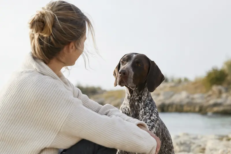 Portugiesischer Vorstehhund steht aufmerksam vor hellem neutralem Hintergrund und zeigt seine typische Körperform und Fellstruktur.