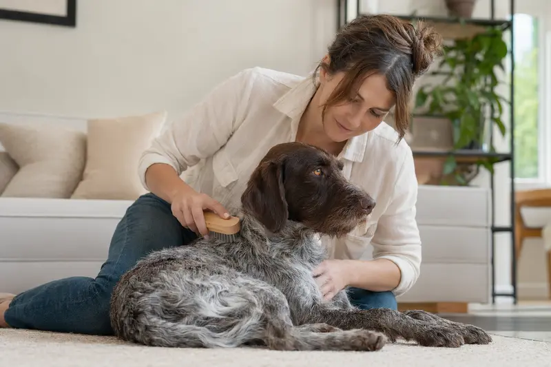 Ein Portugiesischer Vorstehhund wird in einer hellen Wohnung sanft gebürstet und zeigt die liebevolle Fellpflege durch seinen Besitzer.