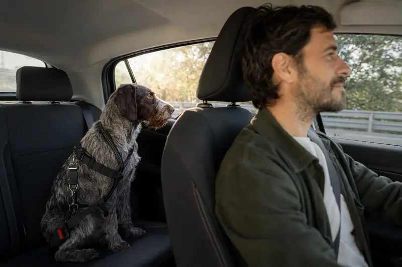 Ein Portugiesischer Vorstehhund sitzt sicher angeschnallt auf der Rückbank eines Autos, während der Besitzer ruhig fährt.