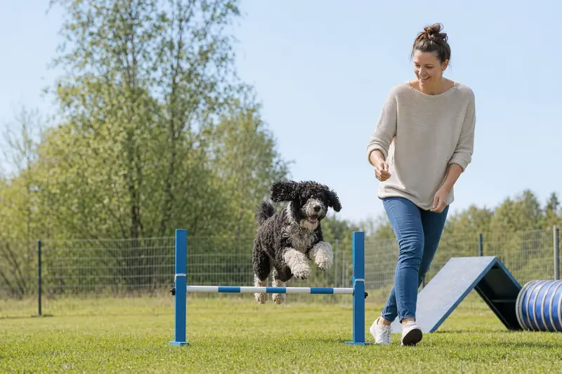 Ein aktiver Portugiesischer Wasserhund springt mit seinem Besitzer über eine kleine Trainingshürde auf dem Hundeplatz.
