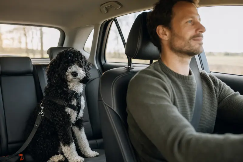 Ein Portugiesischer Wasserhund sitzt sicher angeschnallt auf der Rückbank eines Autos, während der Besitzer fährt.