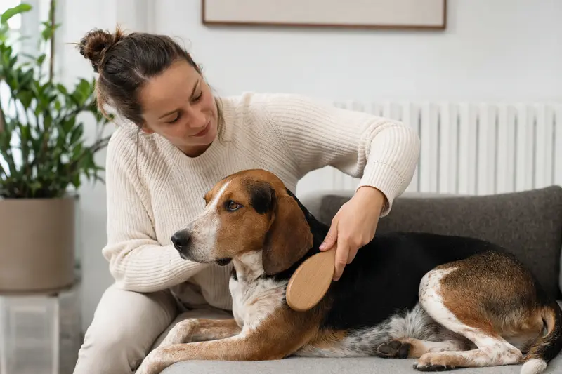 Ein Posavatz-Bracke Hund wird in einer hellen Wohnung sanft gebürstet, während sein Besitzer liebevoll die Fellpflege übernimmt.