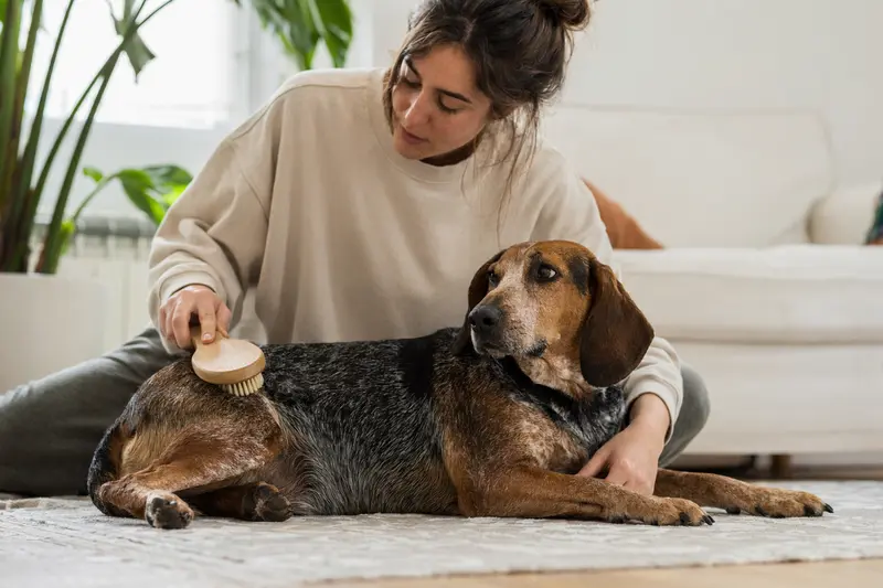 Ein Posavatz Laufhund wird in einer hellen Wohnung sanft gebürstet, während sein Besitzer die Fellpflege liebevoll übernimmt.