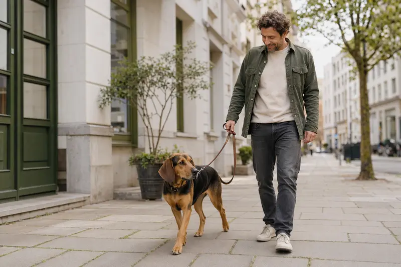 Ein Posavatz Laufhund läuft angeleint mit seinem Besitzer durch eine freundliche moderne Stadtstraße.