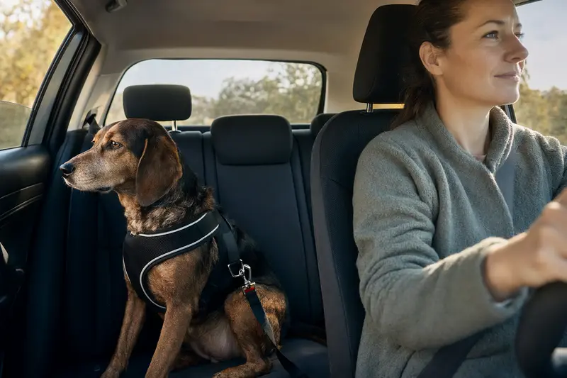 Ein Posavatz Laufhund sitzt sicher angeschnallt auf der Rückbank eines Autos, während der Besitzer ruhig fährt.