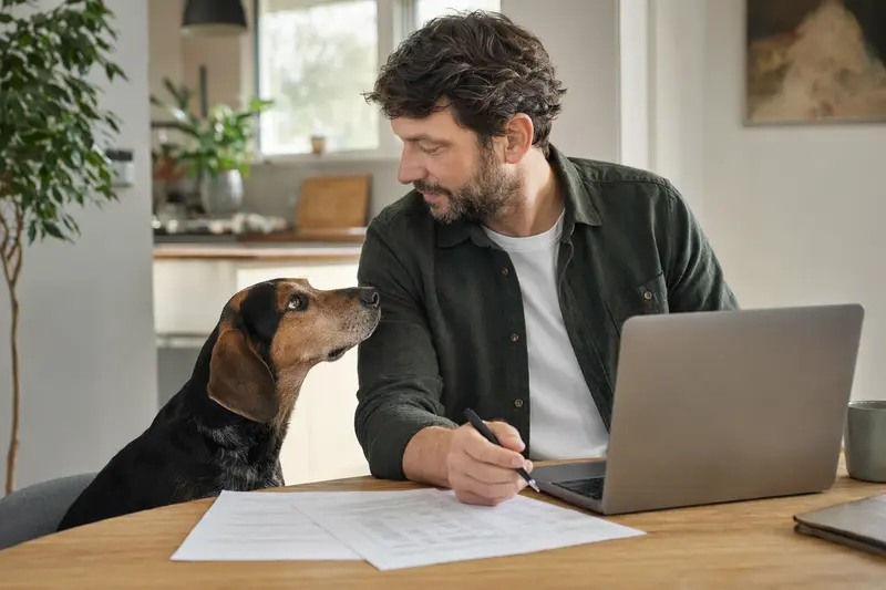 Ein Posavski Gonic sitzt ruhig neben seinem Besitzer am Küchentisch mit Versicherungsunterlagen und Laptop in heller Wohnung.