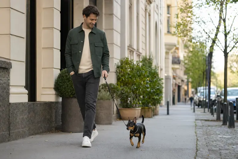 Ein Prager Rattler läuft an der Leine mit seinem Besitzer durch eine moderne Stadtstraße.