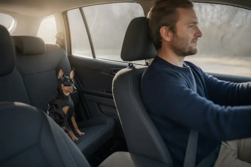 Ein Prager Rattler sitzt sicher angeschnallt auf der Rückbank eines Autos, während die Besitzerin ruhig fährt.