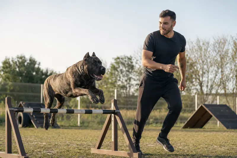Ein Presa Canario trainiert mit seinem Besitzer auf einem Hundeplatz über eine kleine Hürde, während die sonnige Stimmung die sportliche Bewegung realistisch einfängt.