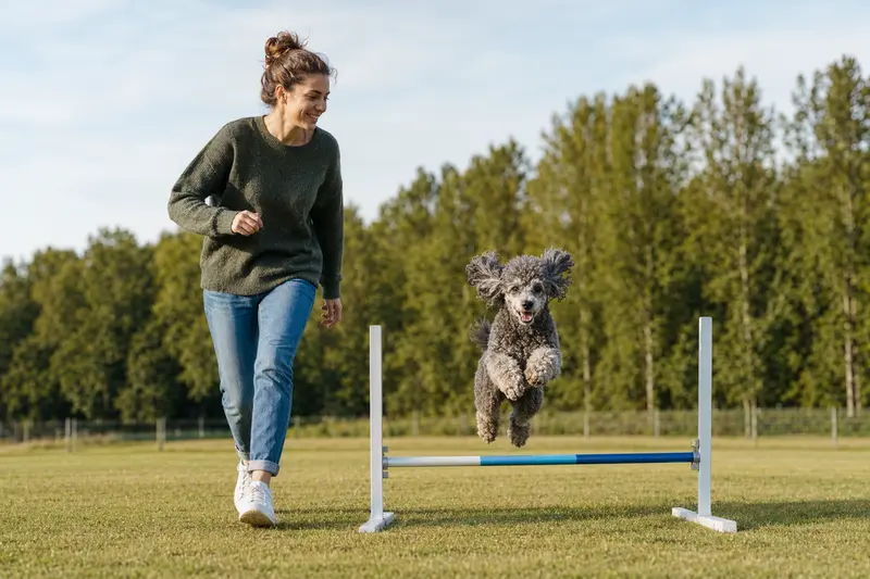Ein aktiver Pudel trainiert mit seinem Besitzer auf einem Hundeplatz über eine kleine Hürde.