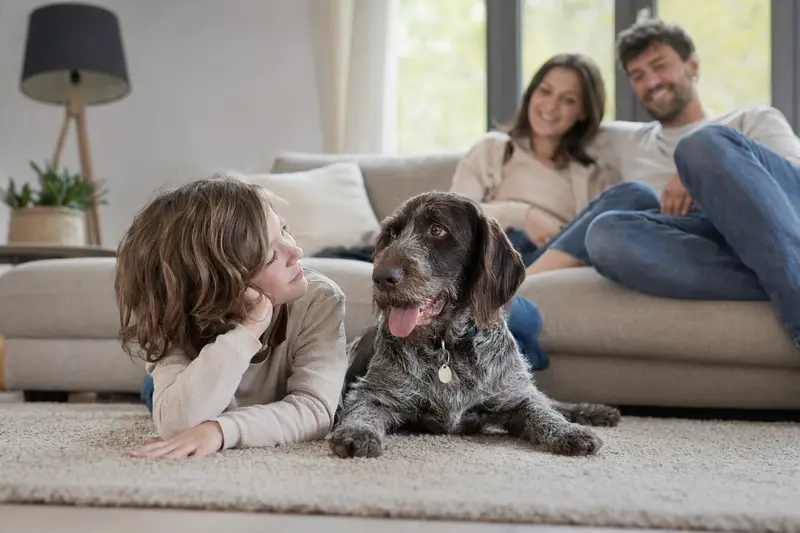 Ein entspannter Pudelpointer liegt im Wohnzimmer neben einem Kind, während die Eltern im Hintergrund stehen.