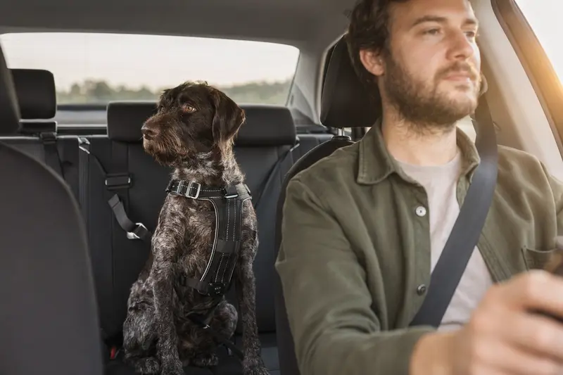Ein Pudelpointer sitzt sicher angeschnallt auf der Rückbank eines Autos, während der Besitzer ruhig fährt und Sonnenlicht durch das Fenster fällt.