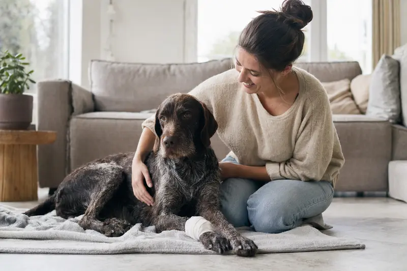Ein Pudelpointer mit leichtem Verband an der Pfote liegt ruhig auf einer Decke, während sein Besitzer neben ihm erleichtert sitzt.