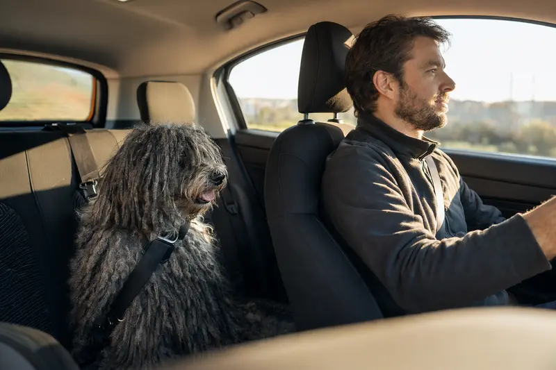 Ein Puli sitzt sicher angeschnallt auf der Rückbank eines Autos, während die Besitzerin ruhig fährt und Sonnenlicht durch das Fenster fällt.
