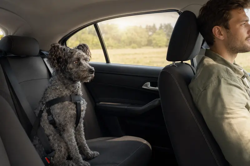 Ein Pumi-Hund sitzt sicher angeschnallt auf der Rückbank eines Autos, während der Besitzer ruhig fährt.