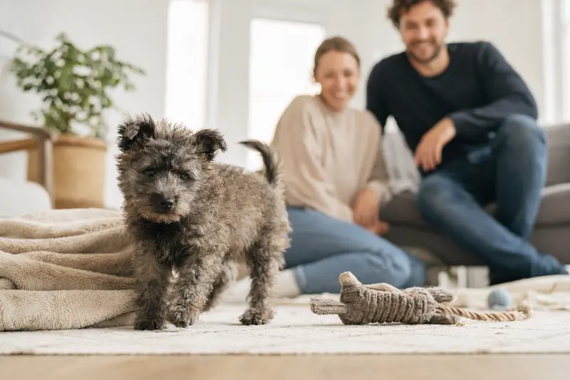 Ein junger Pumi Welpe erkundet neugierig sein neues Zuhause mit einem Spielzeug und einer weichen Decke.