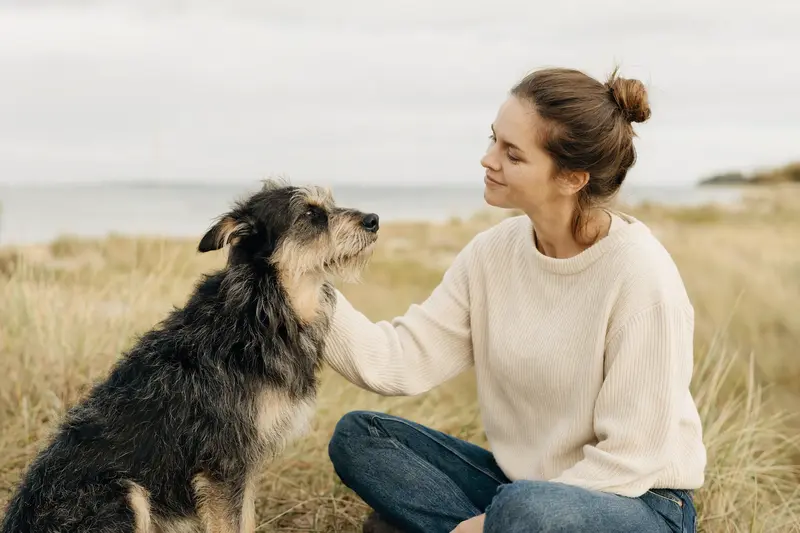 Ein aufmerksamer Puwo Hund steht in natürlicher Haltung vor hellem, neutralem Hintergrund als realistisches Hundeporträt.