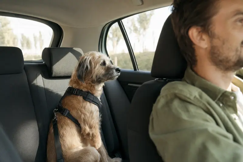 Ein Puwo Hund sitzt sicher angeschnallt auf der Rückbank eines Autos, während der Besitzer ruhig fährt.