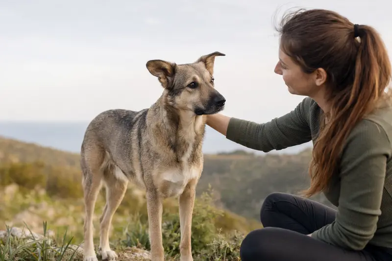 Ein aufmerksamer Pyrenäen-Schäferhund (Kurzhaar) steht in natürlicher Haltung vor hellem Hintergrund.
