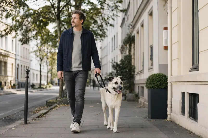 Ein Pyrenäen-Schäferhund Kurzhaar läuft angeleint mit seinem Besitzer entspannt durch eine moderne Stadtstraße.