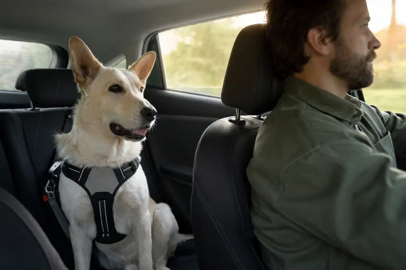 Ein Pyrenäen-Schäferhund sitzt sicher angeschnallt auf der Rückbank eines Autos und zeigt verantwortungsvollen Hundetransport.