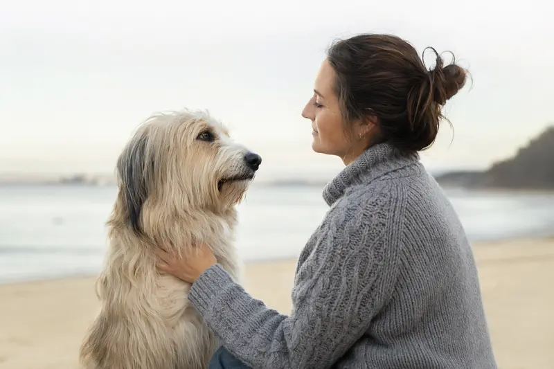 Ein schöner Pyrenäen-Schäferhund steht aufmerksam vor einem hellen Hintergrund und zeigt seine charakteristische Fellstruktur.