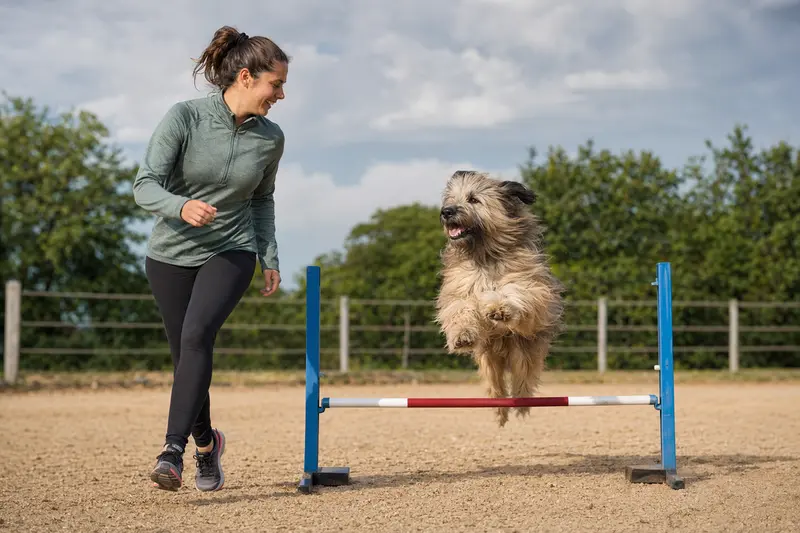 Ein Pyrenäen-Schäferhund mit langem Fell trainiert mit seinem Besitzer auf einem Hundeplatz an einer kleinen Trainingshürde.