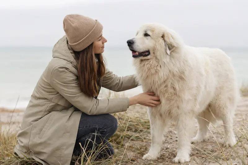 Ein aufmerksam stehender Pyrenäenhund vor hellem Hintergrund im professionellen Portrait.