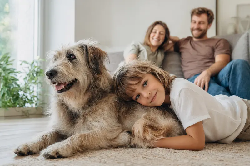 Ein Pyrenäenschäferhund liegt entspannt neben einem Kind im Wohnzimmer und vermittelt eine sichere Familienatmosphäre.
