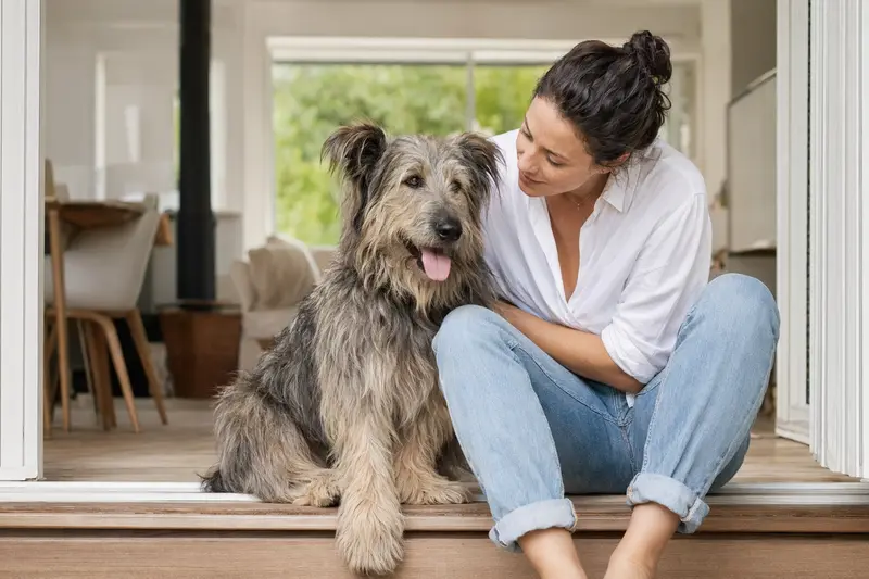 Pyrenäenschäferhund steht aufmerksam in natürlicher Haltung vor hellem neutralem Hintergrund.