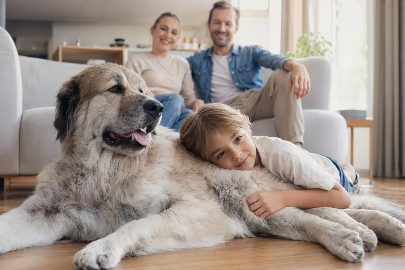Ein freundlicher Pyrenäen-Mastiff liegt entspannt neben einem Kind im hellen Wohnzimmer, während die Eltern im Hintergrund stehen.