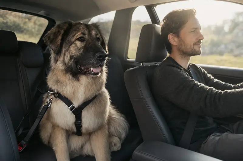 Ein Pyrenäen-Mastiff sitzt sicher angeschnallt auf der Rückbank eines Autos, während sein Besitzer ruhig fährt und Sonnenlicht durch das Fenster fällt.
