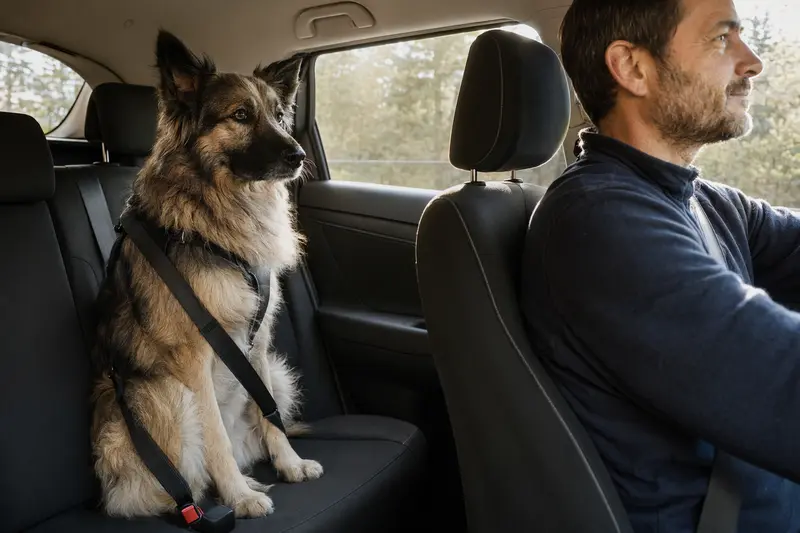 Ein Pyrenäen-Schäferhund sitzt sicher angeschnallt auf der Rückbank eines Autos, während der Besitzer ruhig fährt.