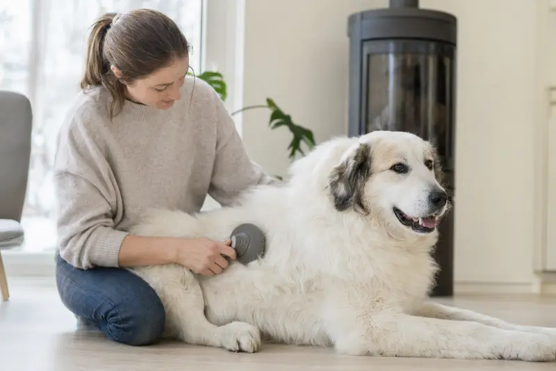 Ein Pyrenäenberghund wird in einer hellen Wohnung sanft gebürstet, während sich sein Besitzer liebevoll um die Fellpflege kümmert.